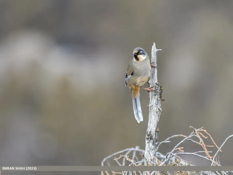 File:Variegated Laughingthrush (Trochalopteron variegatum) (53565316080).jpg