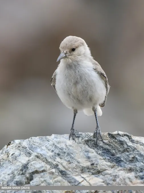 File:Ground Tit (Pseudopodoces humilis) (53490497944).jpg