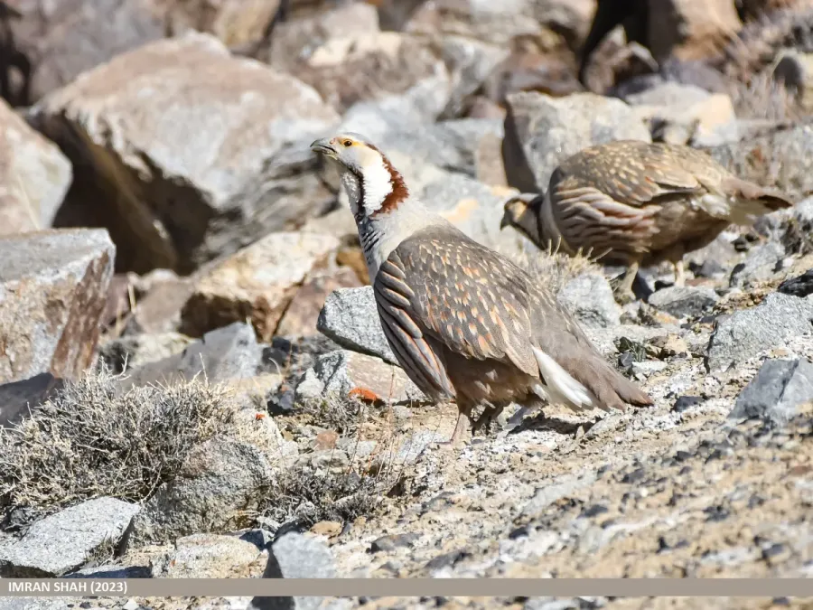 File:Himalayan Snowcock (Tetraogallus himalayensis) (53498819459).jpg