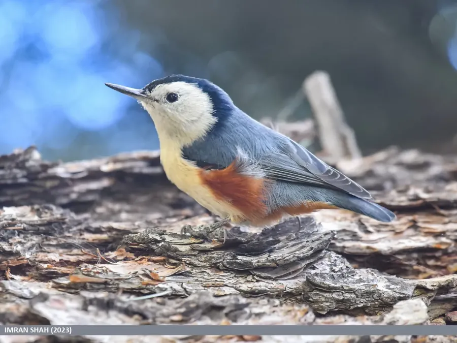 File:White-cheeked Nuthatch (Sitta leucopsis) (53503268045).jpg