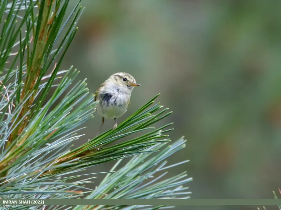 File:Lemon-rumped Warbler (Phylloscopus chloronotus) (53545429534).jpg