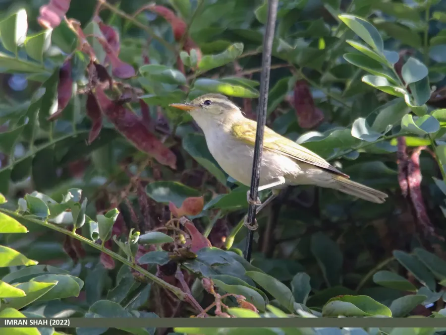 File:Western Crowned Warbler (Phylloscopus occipitalis) (53545287988).jpg