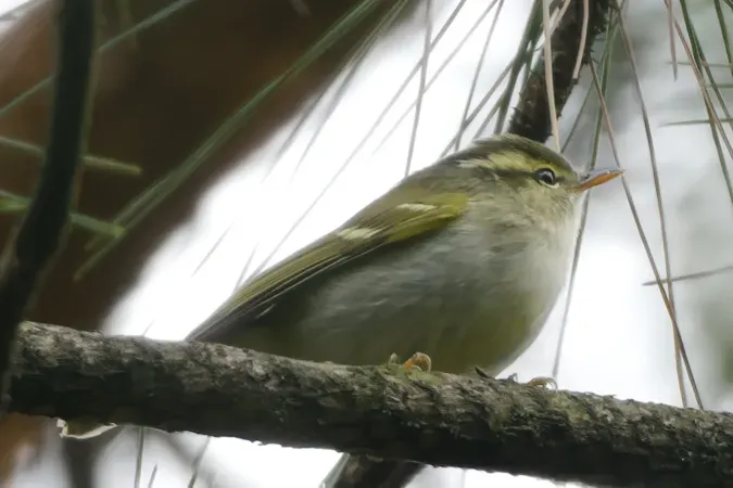 File:Phylloscopus claudiae A9 05497.jpg