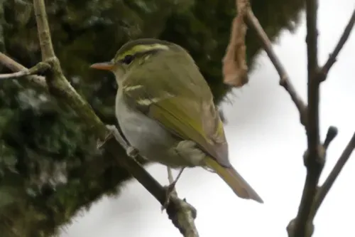 File:Phylloscopus claudiae A9 05500.jpg