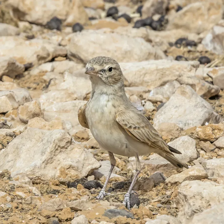 File:Bar-tailed lark (Ammomanes cinctura) Kebili 2.jpg