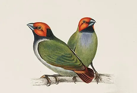 File:USEE erythrura pealii.jpg