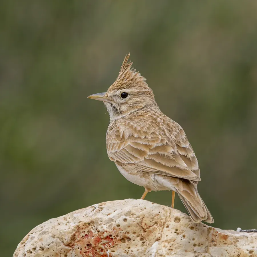 File:North African Thekla's lark (Galerida theklae carolinae) Kebili.jpg