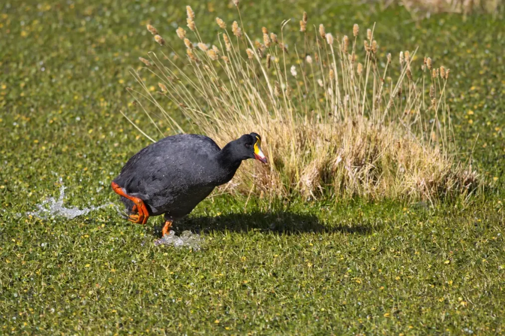 File:Riesenblaesshuhn fulica gigantea Chile.jpg