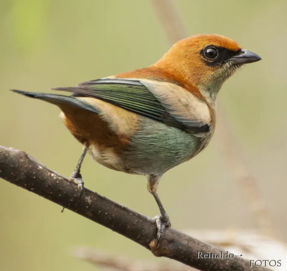 File:Stilpnia preciosa 99044412.jpg