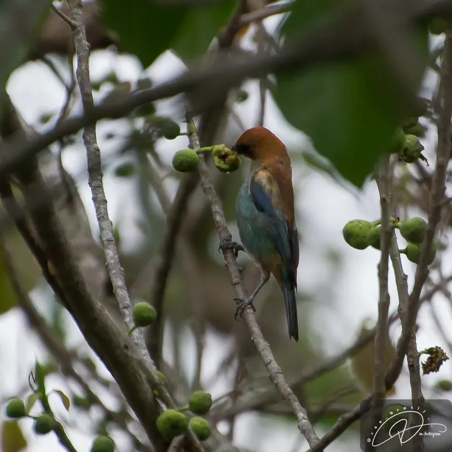 File:Stilpnia preciosa 172504042.jpg
