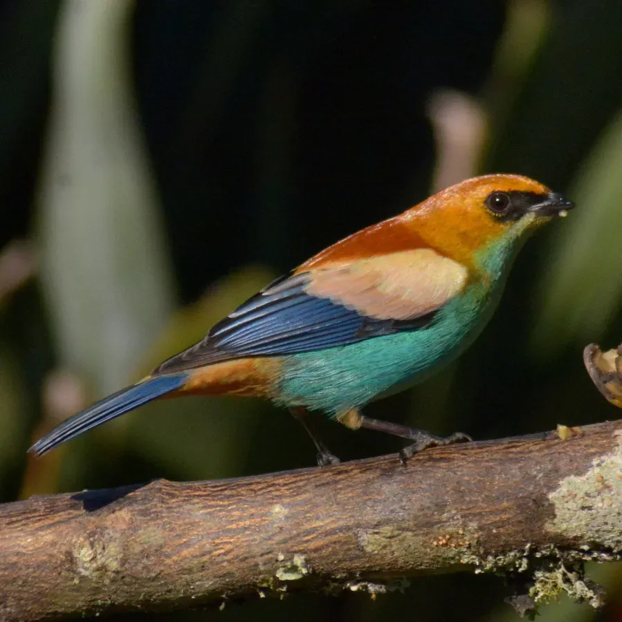 File:Stilpnia preciosa 245596096.jpg