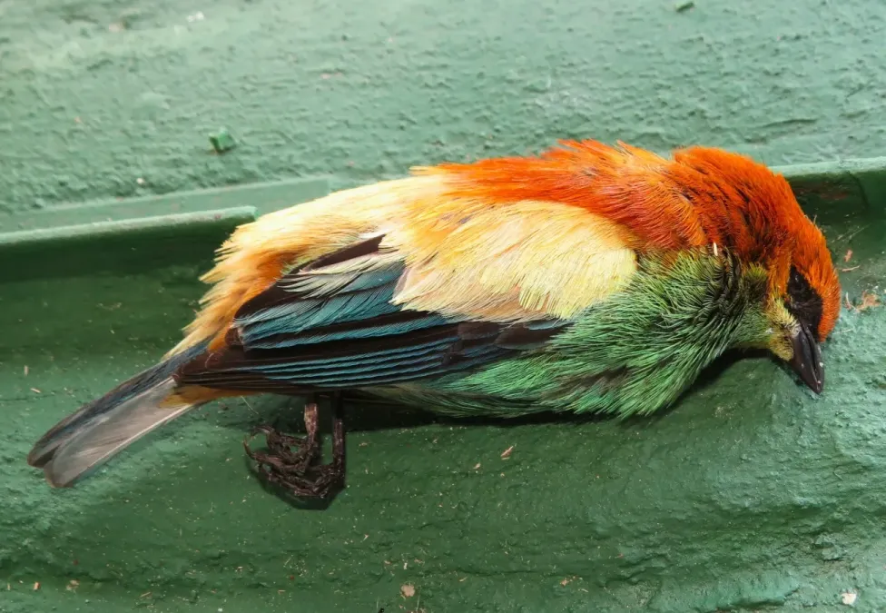 File:Stilpnia preciosa 339369686.jpg