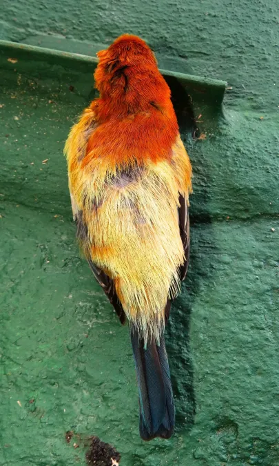 File:Stilpnia preciosa 339369684.jpg