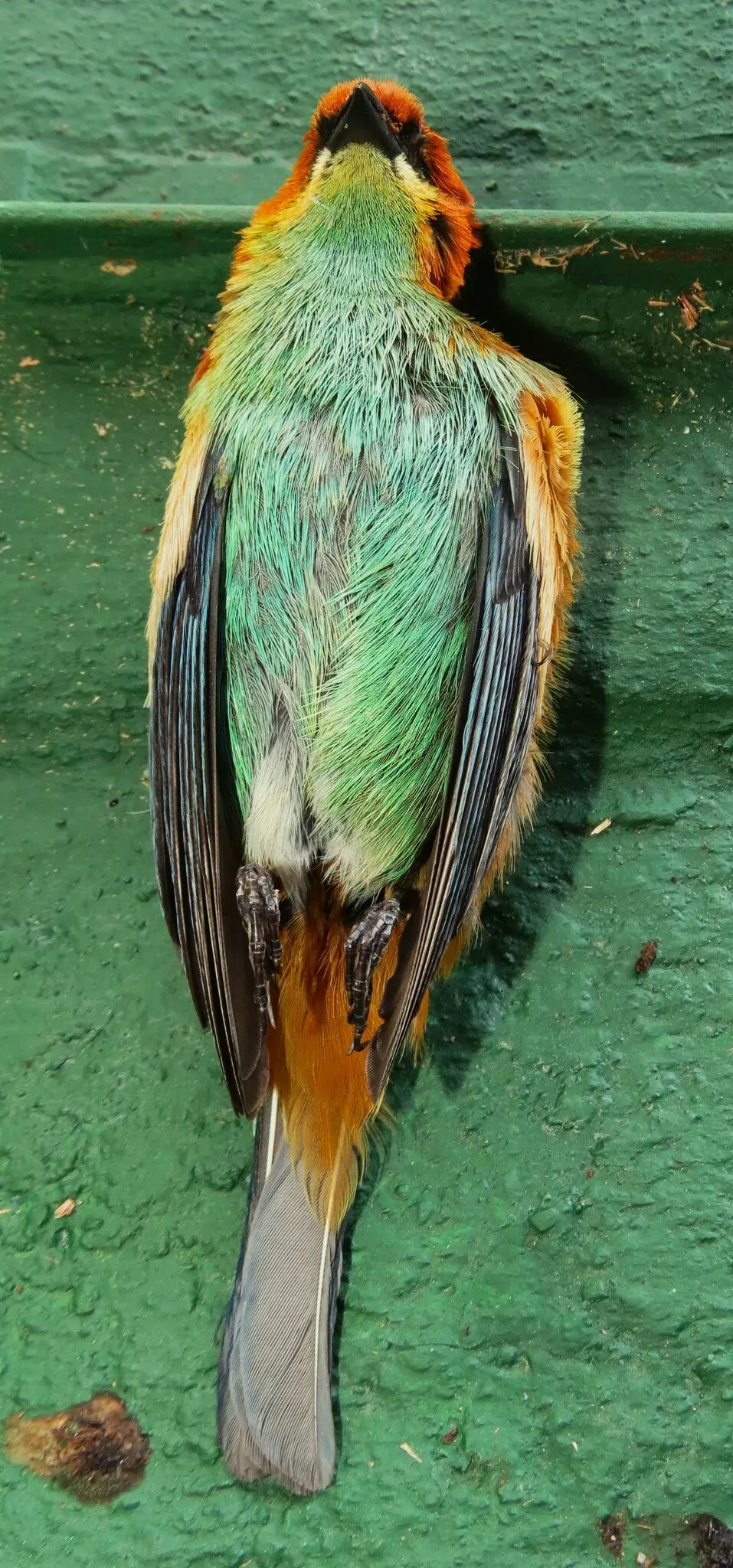 File:Stilpnia preciosa 339369683.jpg