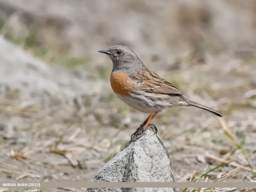 File:Robin Accentor (Prunella rubeculoides) (53469937114).jpg