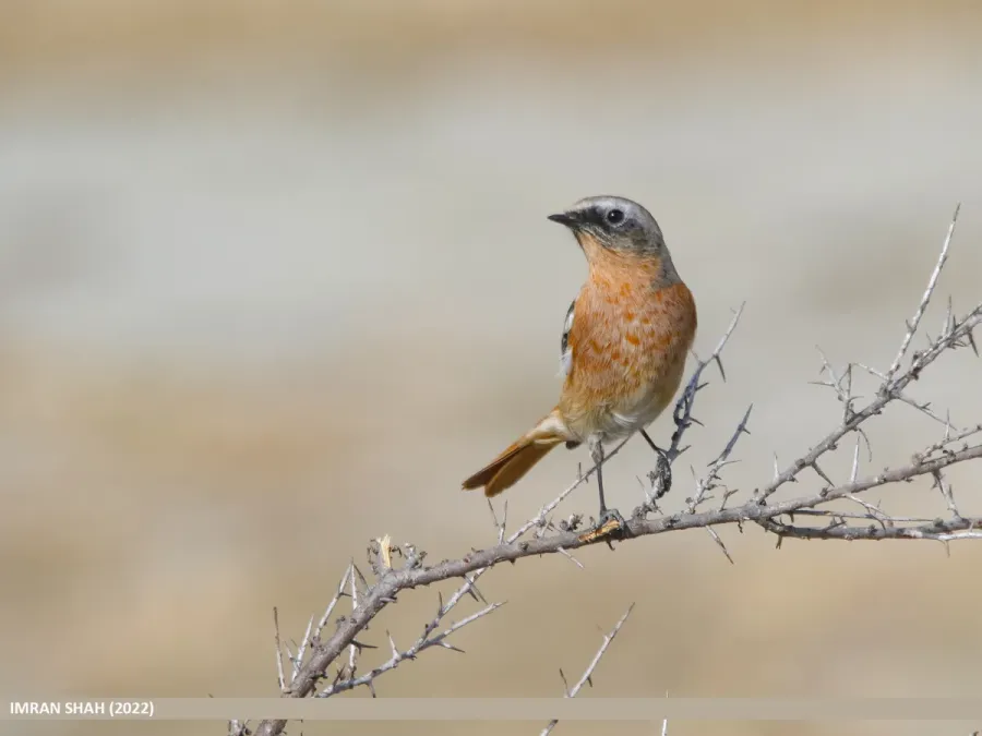File:Rufous-backed Redstart (Phoenicurus erythronotus) (53468714467).jpg
