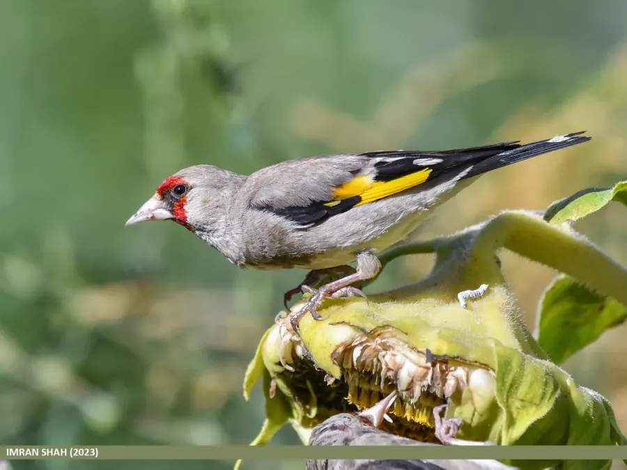File:Grey-crowned Goldfinch (Carduelis caniceps), Gilgit (53473156368).jpg