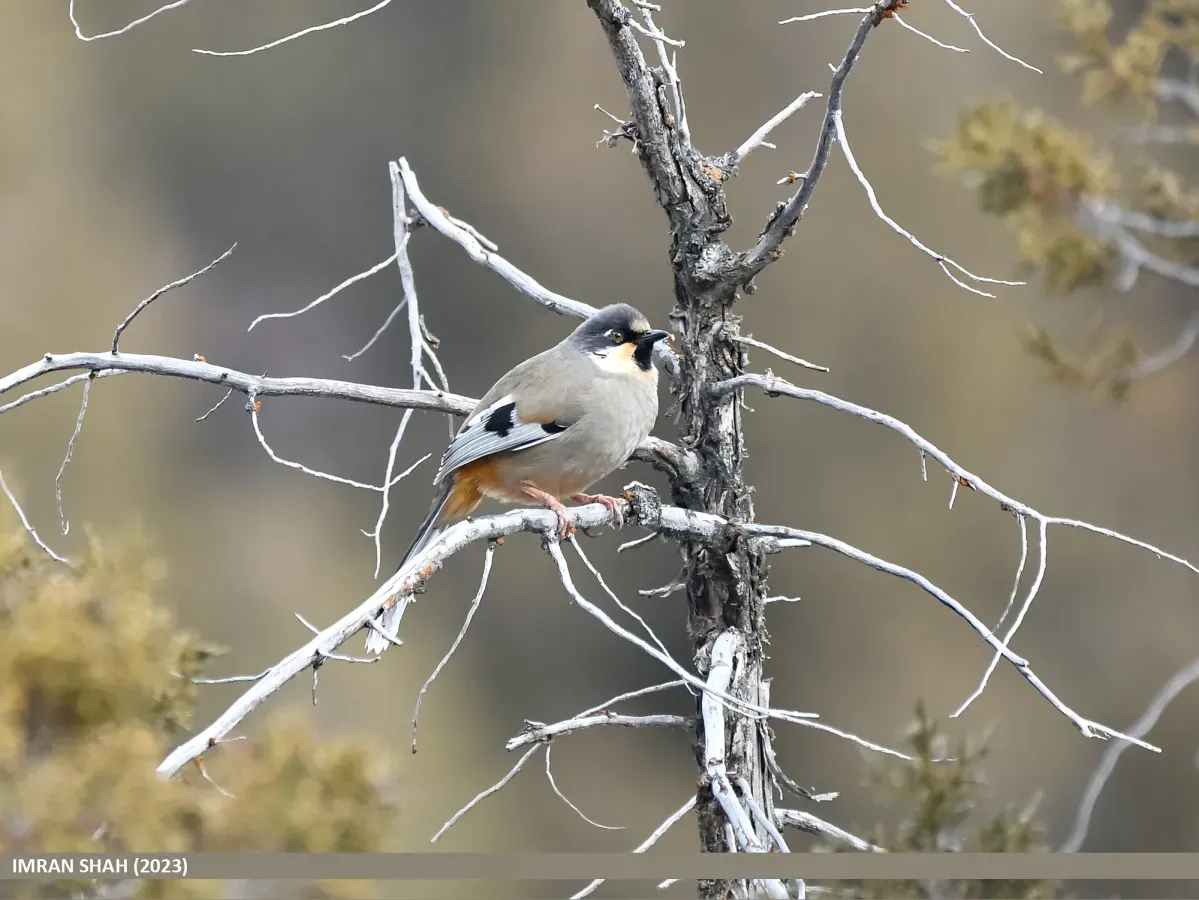 File:Variegated Laughingthrush (Trochalopteron variegatum) (53480916423).jpg