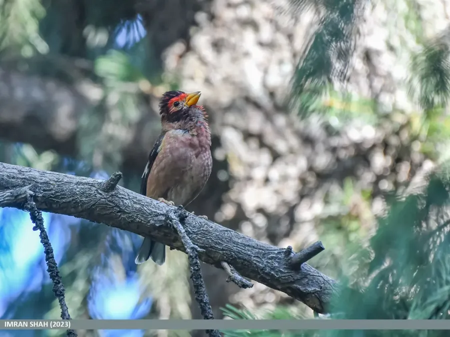 File:Spectacled Finch (Callacanthis burtoni) (53484964338).jpg