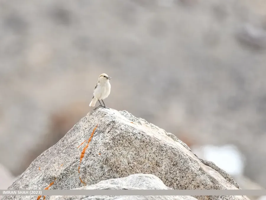 File:Ground Tit (Pseudopodoces humilis) (53487718354).jpg