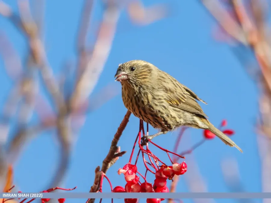 File:Himalayan White-browed Rosefinch (Carpodacus thura) (53487558553).jpg