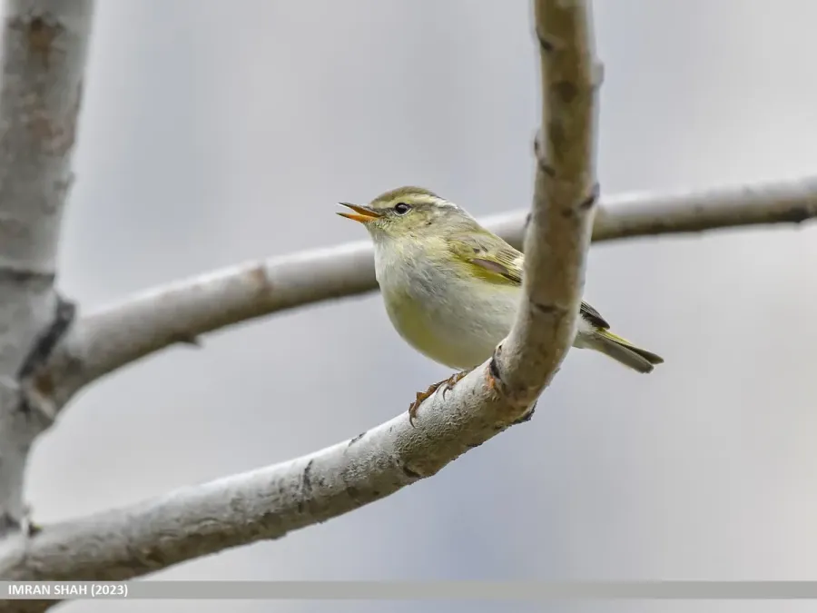 File:Brooks's Leaf Warbler (Phylloscopus subviridis) (53486506967).jpg