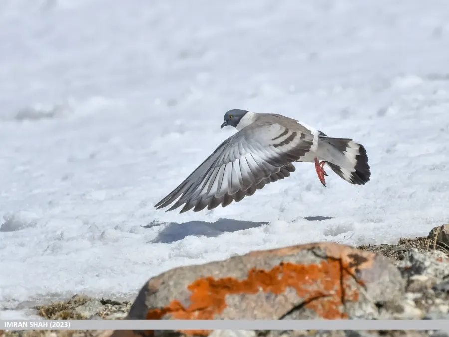 File:Snow Pigeon (Columba leuconota) (53486507567).jpg