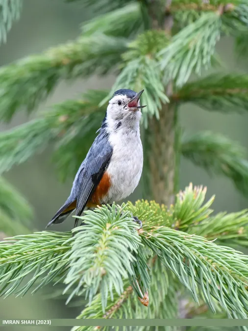 File:White-cheeked Nuthatch (Sitta leucopsis) (53457393421).jpg