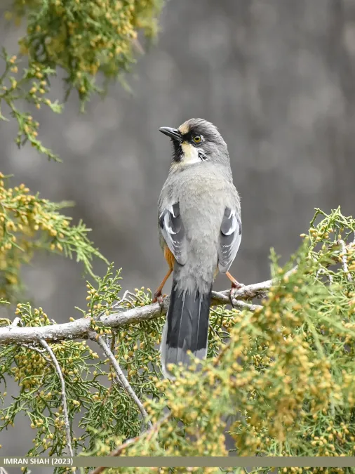 File:Variegated Laughingthrush (Trochalopteron variegatum) (53459862281).jpg