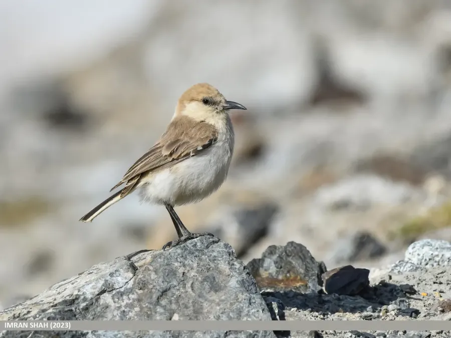 File:Ground Tit (Pseudopodoces humilis) (53463185913).jpg