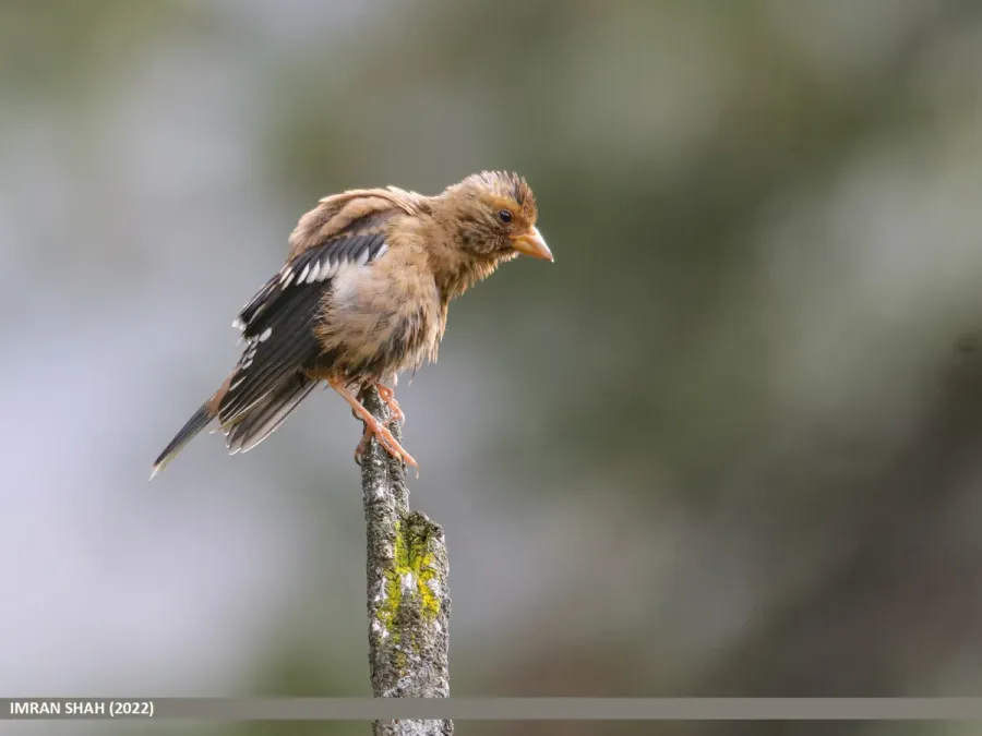 File:Spectacled Finch (Callacanthis burtoni) (53469006335).jpg