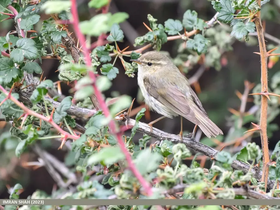 File:Tytler's Leaf Warbler (Phylloscopus tytleri) (53469005950).jpg