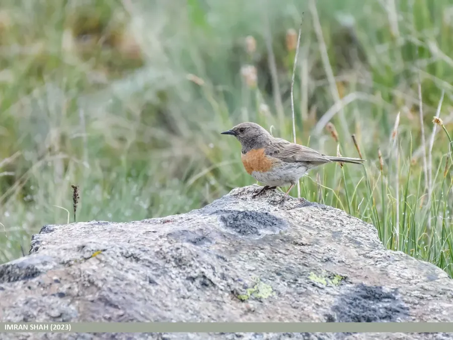 File:Robin Accentor (Prunella rubeculoides) (53468722948).jpg
