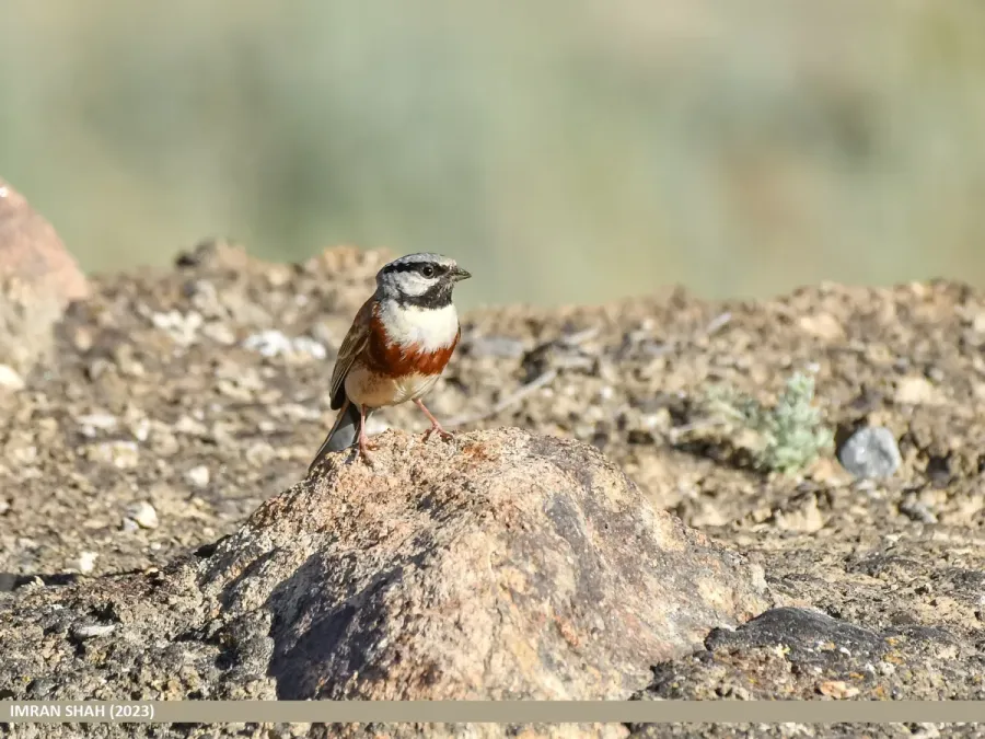 File:White-capped Bunting (Emberiza stewarti) (53468905884).jpg