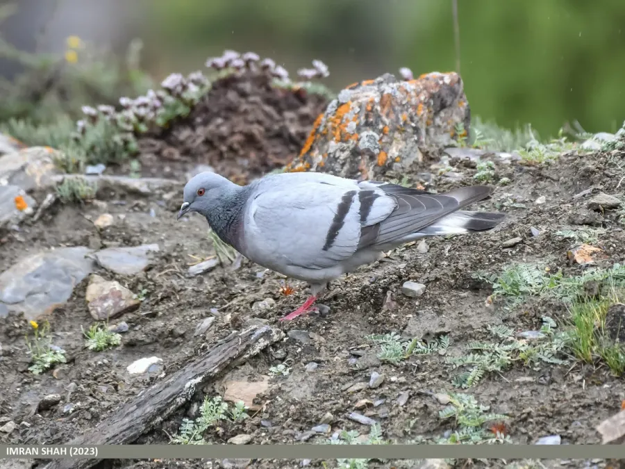 File:Hill Pigeon (Columba rupestris) (53467680222).jpg