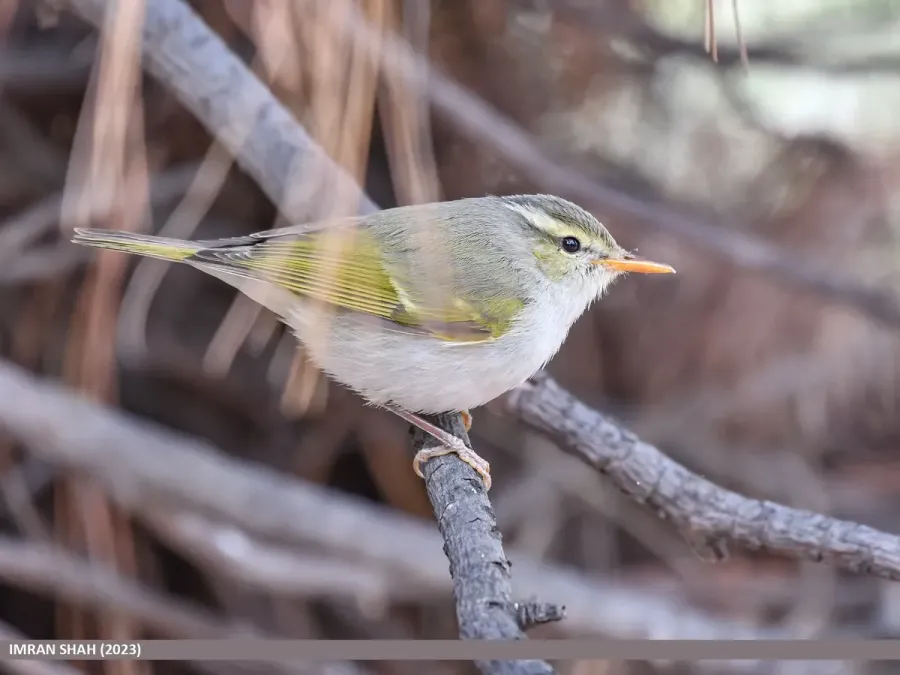 File:Western Crowned Warbler (Phylloscopus occipitalis) (53469006900).jpg