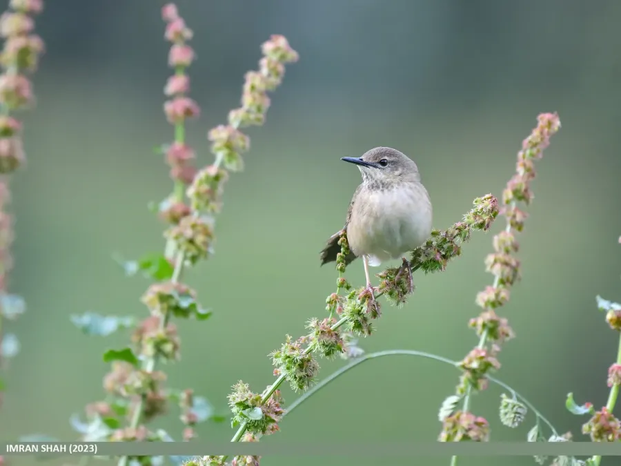 File:Long-billed Bush Warbler (Locustella major) (53468723908).jpg