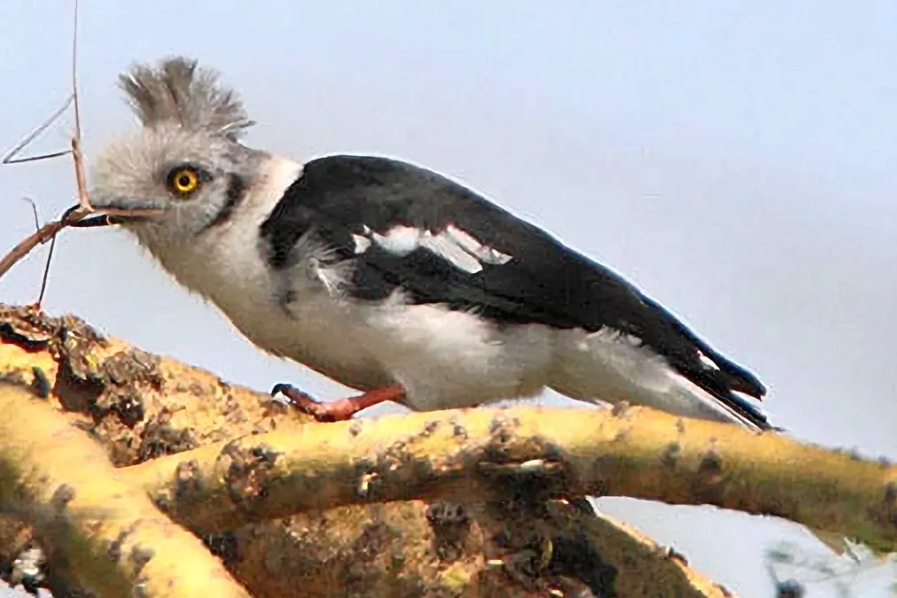 File:Prionops poliolophus -Lake Nakuru National Park, Kenya-8 2.jpg