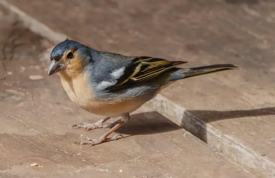 File:Fringilla coelebs canariensis 02.jpg