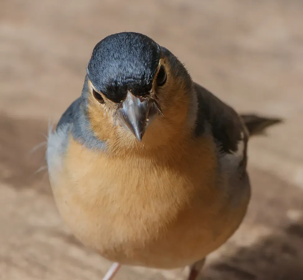File:Fringilla coelebs canariensis 03.jpg
