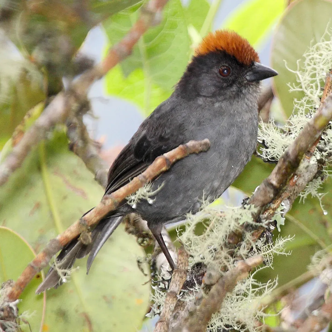 File:Cusco Brush-Finch (Atlapetes canigenis)2.jpg