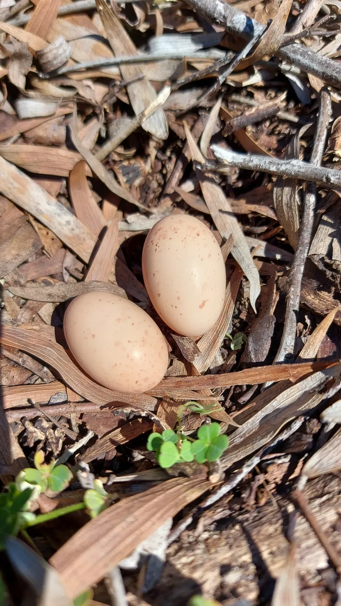 File:Caprimulgus pectoralis pectoralis 157931247.jpg