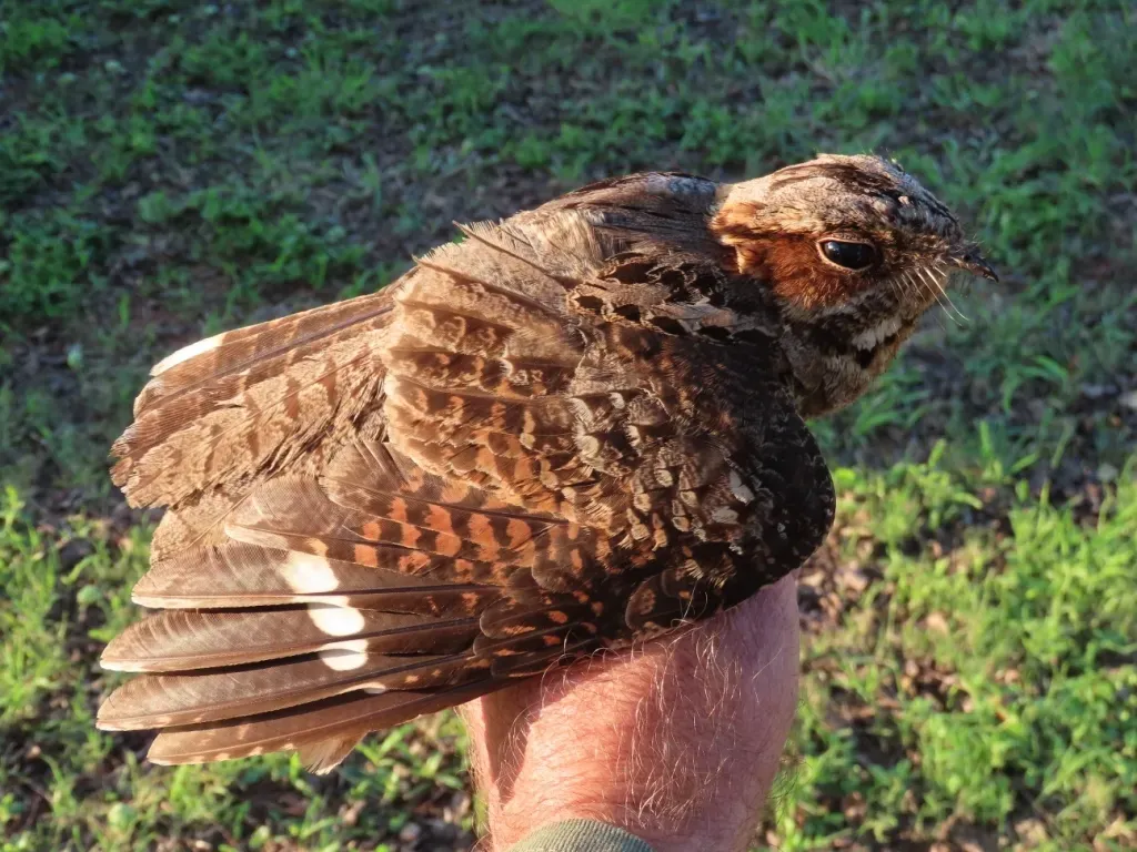 File:Caprimulgus pectoralis 243908281.jpg