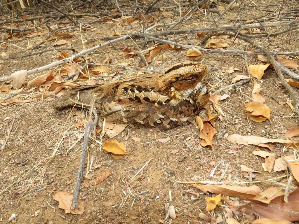 File:Caprimulgus pectoralis fervidus 52647885.jpg