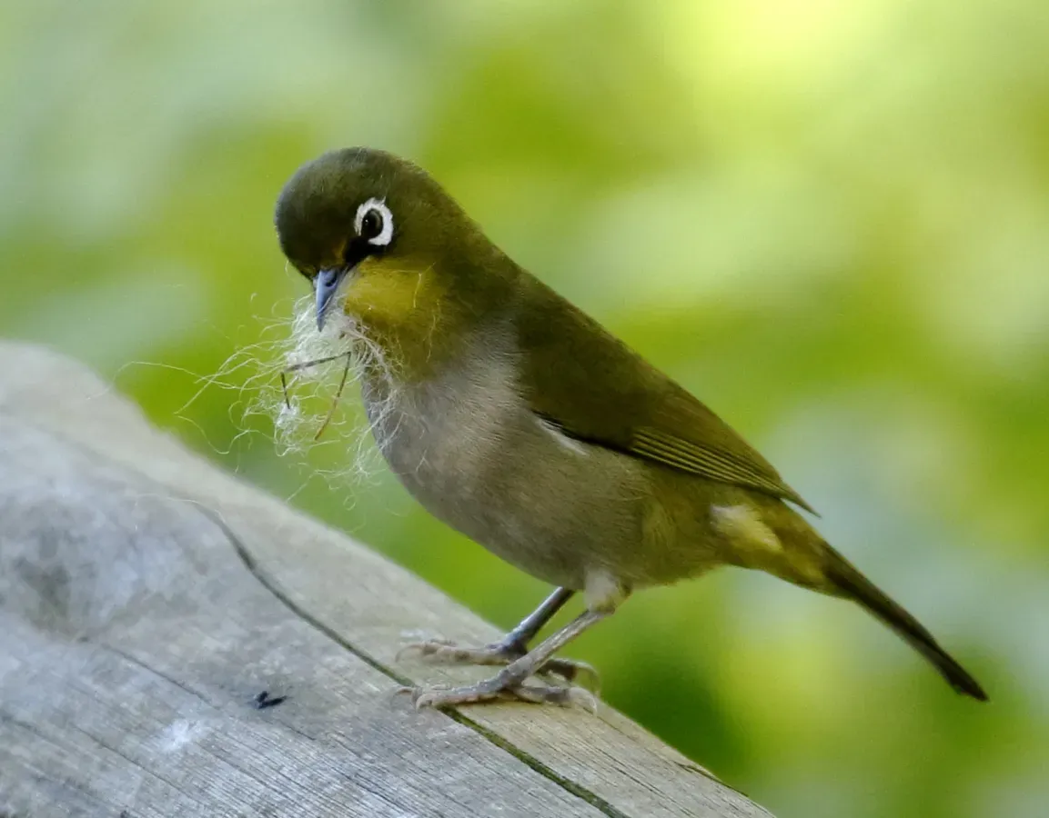 File:Zosterops virens capensis Cape white eye, Stellenbosch, Western Cape, South Africa, crop.jpg