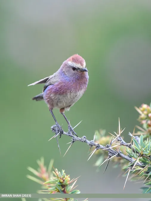 File:White-browed Tit Warbler (Leptopoecile sophiae) - Flickr - gilgit2 (2).jpg