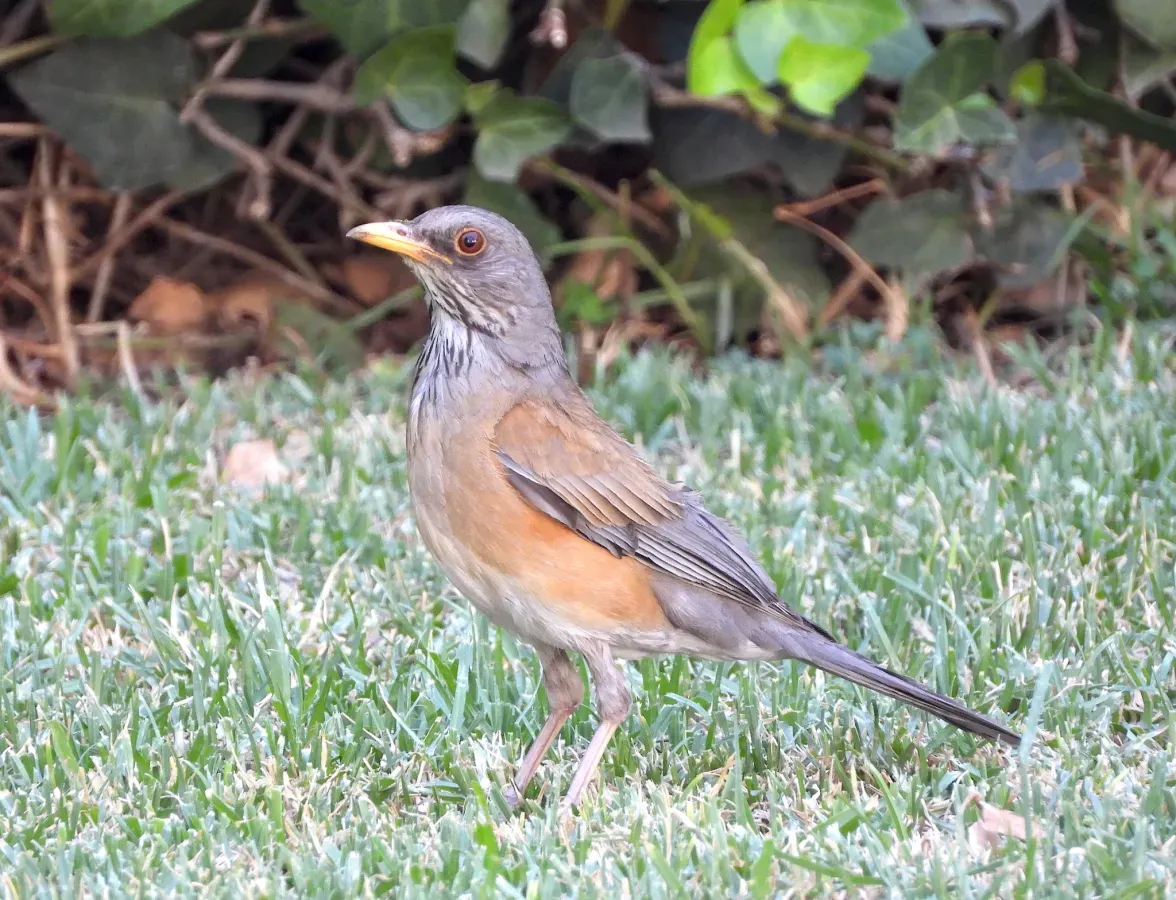File:Turdus rufopalliatus 289768350.jpg