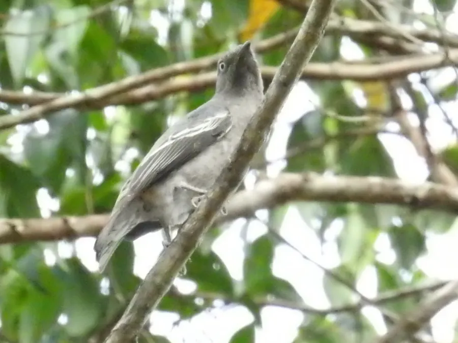 File:Xipholena atropurpurea 342399743 (cropped).jpg
