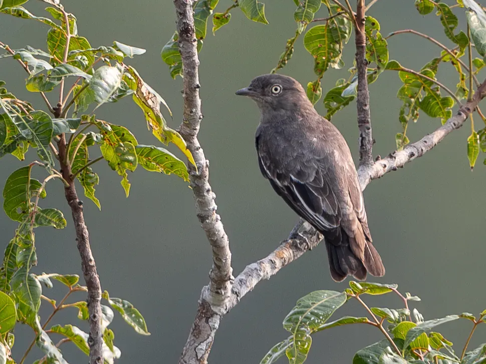 File:Xipholena punicea Cotinga Pompadour (female), ZF canopy tower, Manaus, Amazonas, Brazil.jpg