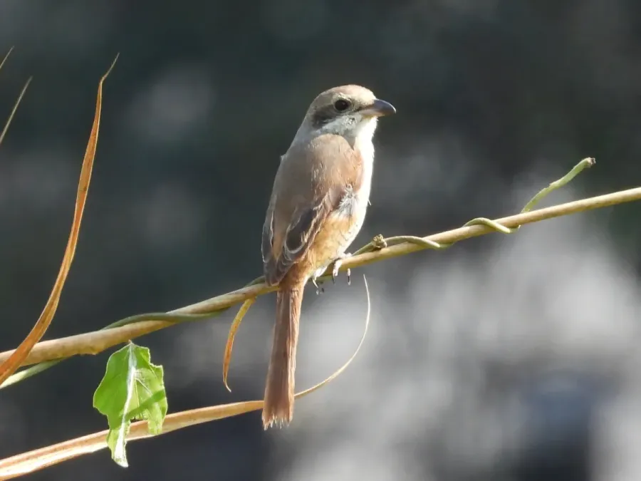 File:Lanius tephronotus 112875222.jpg